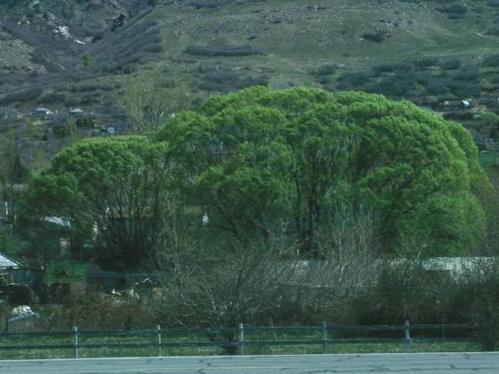 Willow Hankow | TreeBrowser