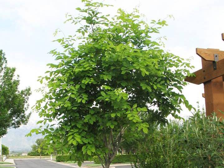 Yellowwood | TreeBrowser