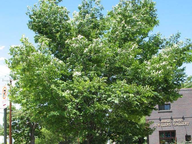 Zelkova, Japanese | TreeBrowser