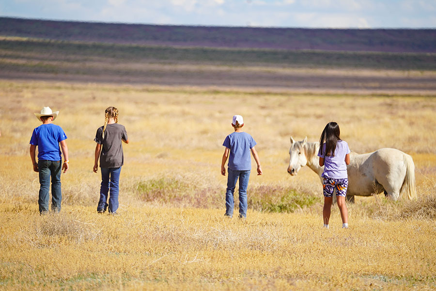 Wild Mustang Horses
