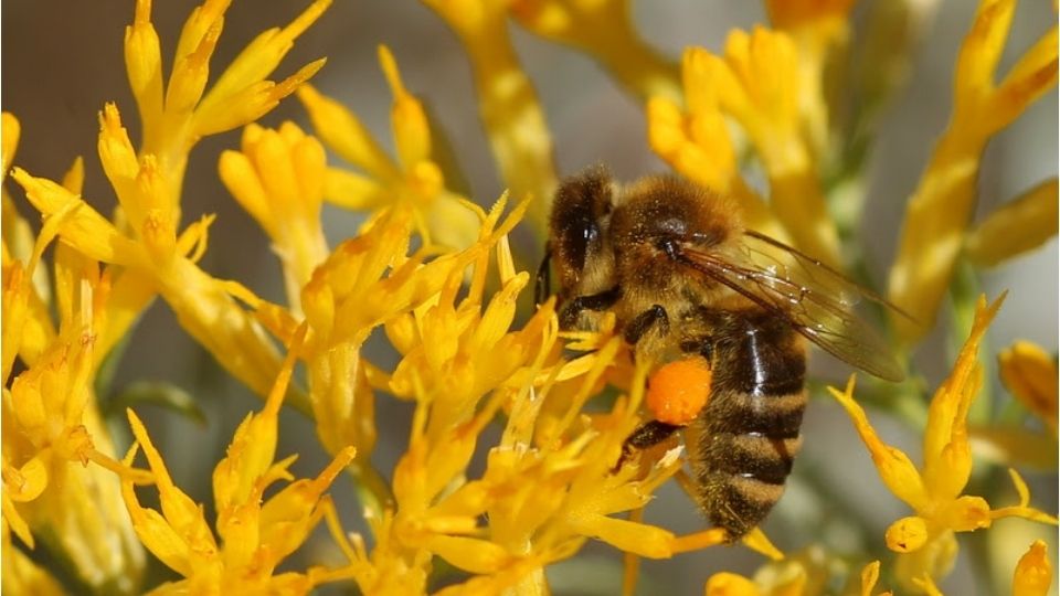 A bee landed on yellow plants