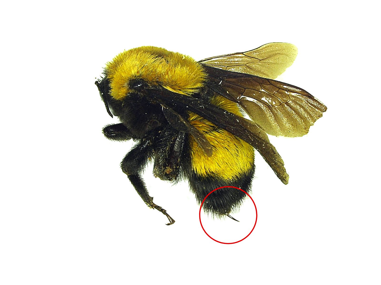 A female bee with its stinger circled