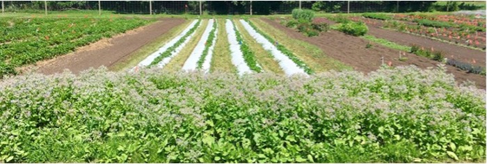 Borage Planted With Strawberries to Enhance Flavor and Yields