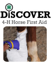 Horse First Aid