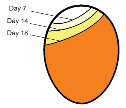 Illustration of air sack during an egg's development