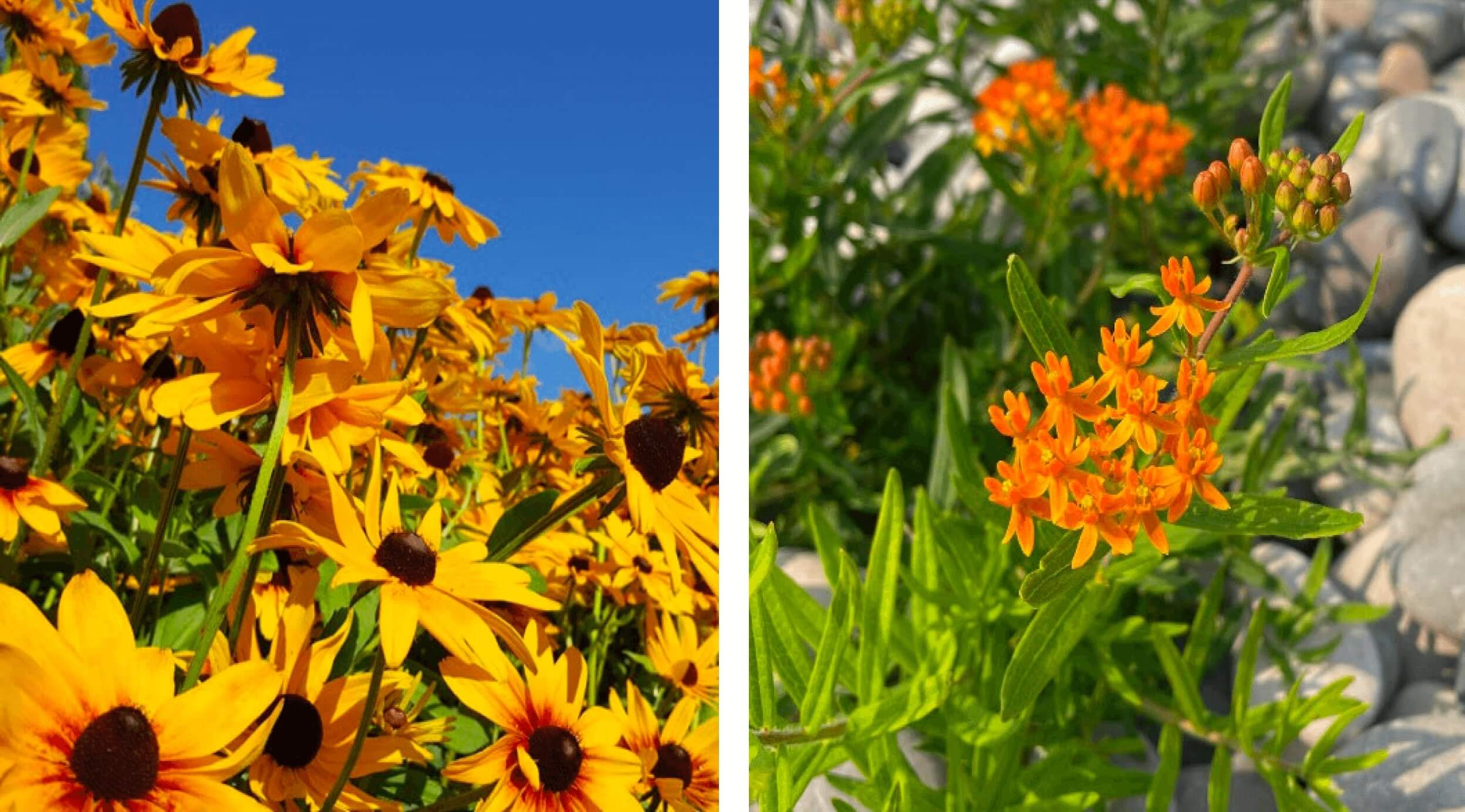 Side-by-side photos of brightly colored flowers. The left image shows a large cluster of yellow Black-eyed Susan flowers with dark brown centers against a clear blue sky. The right image shows vibrant orange butterfly weed blossoms surrounded by green leaves and smooth gray rocks in the background.