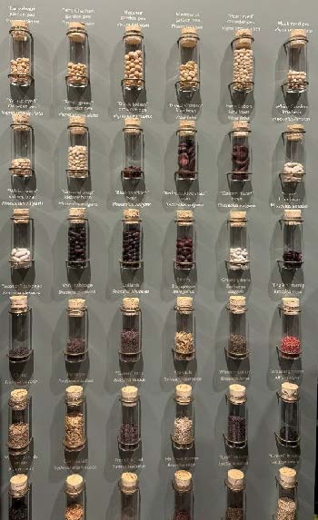 Arrangment of saved seeds in a display.