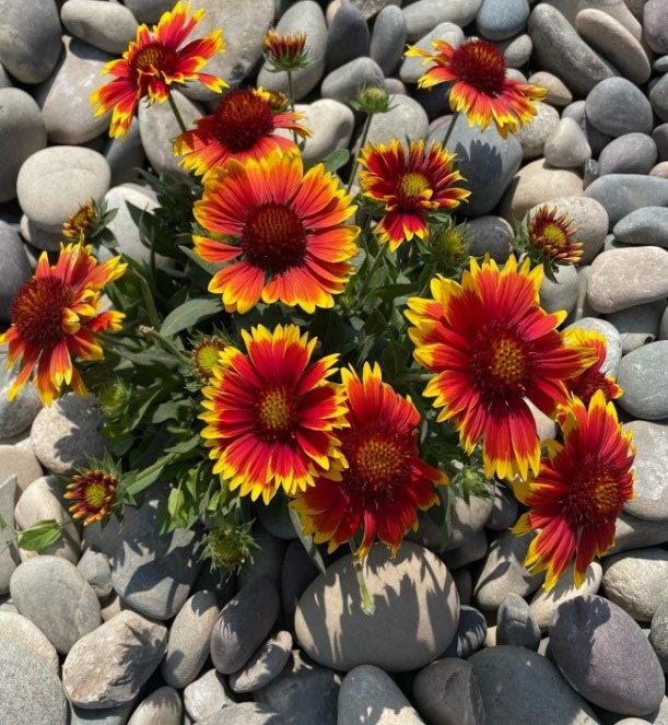 Yellow and orange flowers surrounded by a bed of rocks