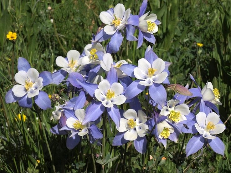Blue and white flowers in a feild