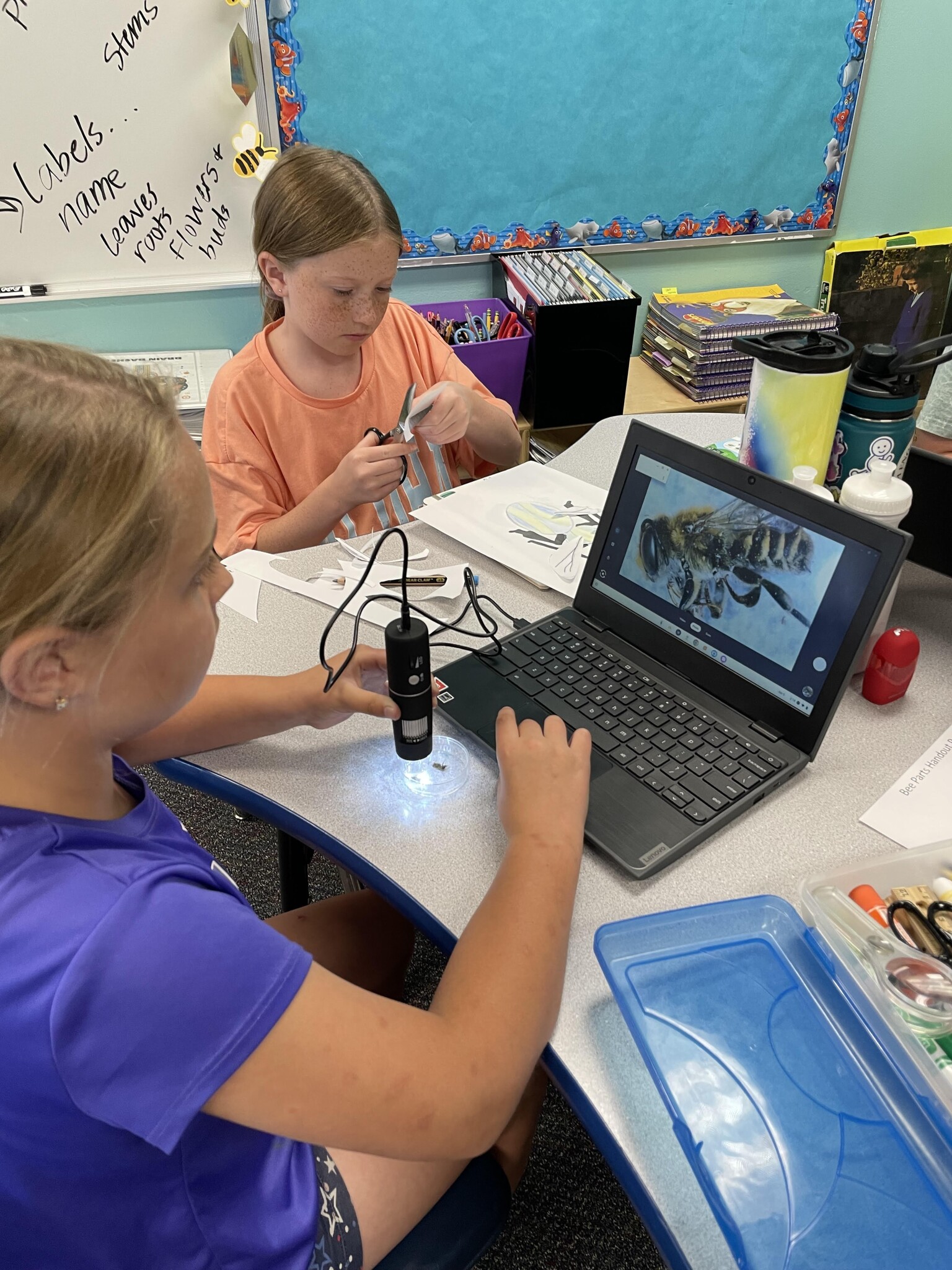 Young girls in a classroom using a digital microscope to inspect a bee