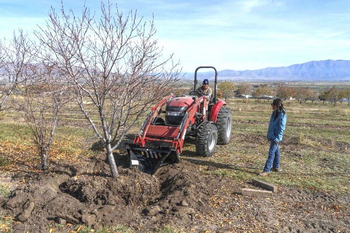 A tractor extracting a small tree out of the ground to relocate.