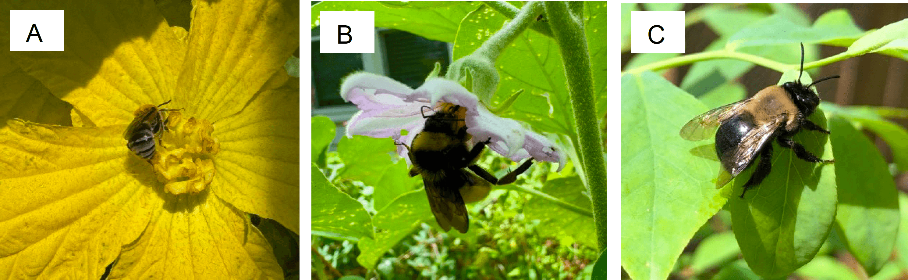 Three side-by-side photographs labeled A, B, and C showing different bees.