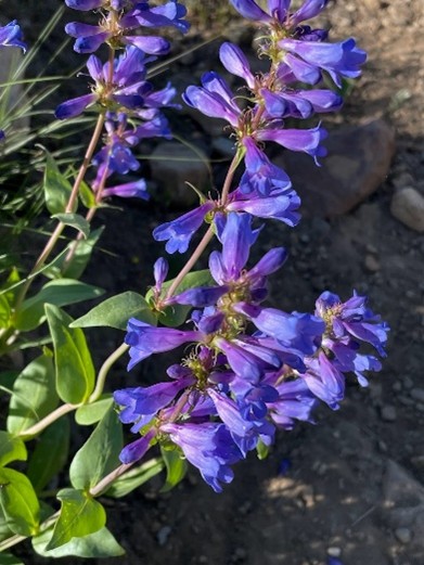 Purple penstemon flowers blooming in a garden setting.