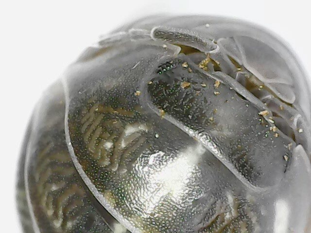 A Roly-Poly underneith a microscope