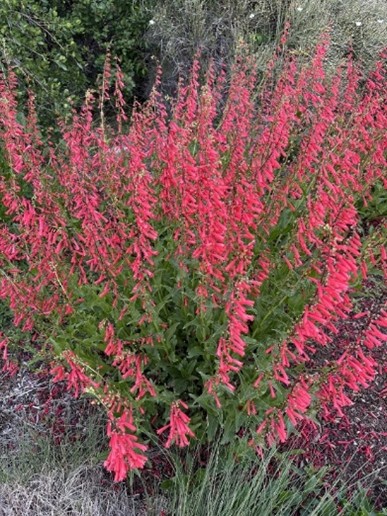 Red penstemon flowers growing in a Utah landscape.