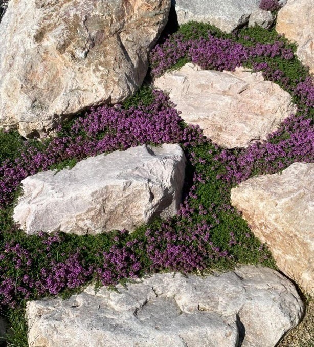 Large rocks with green plants thyme growing around them with purple flowers