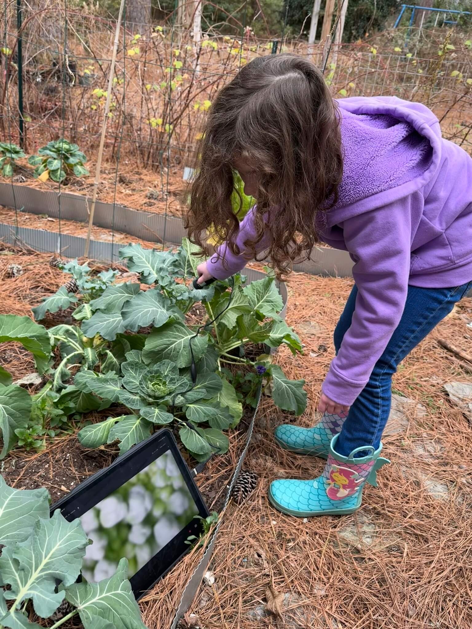 Girl in a garden examining vegetration under a digital microscope.
