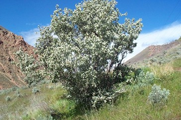A serviceberry tree on a mountain side