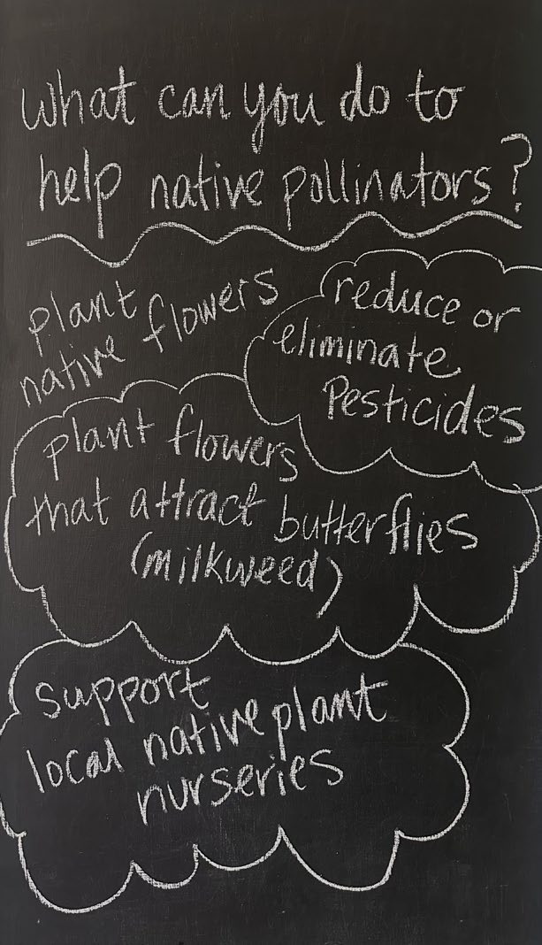 Chalkboard with the heading "What can you do to help native pollinators?" followed by suggestions to plant native flowers, reduce or eliminate pesticides, plant flowers that attract butterflies (milkweed), and support local native plant nurseries.