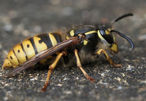 A yellow and black wasp