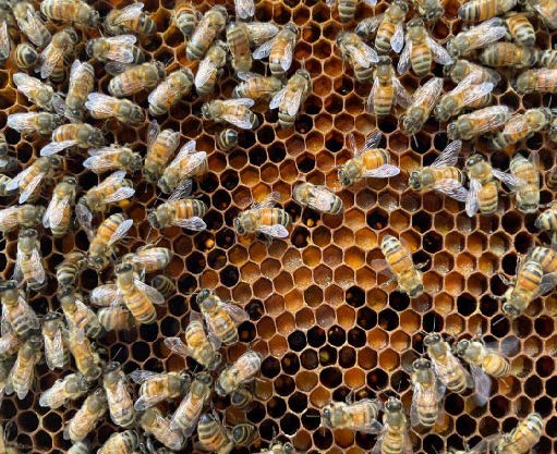 Many bees on a hive