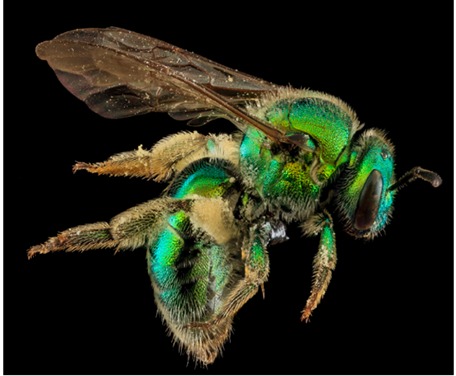 Green sweat bee