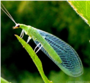 Green Lacewing Adult