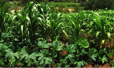 Companion plantings