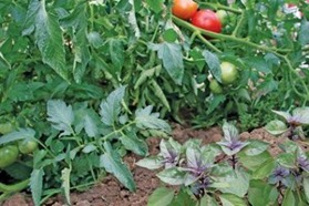 Oregano Planted With Crops