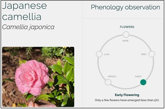 The camellia bush phenology is documented on Budburst.