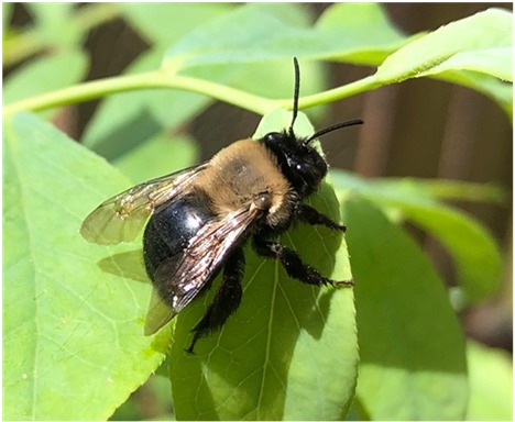 Southern blueberry bee