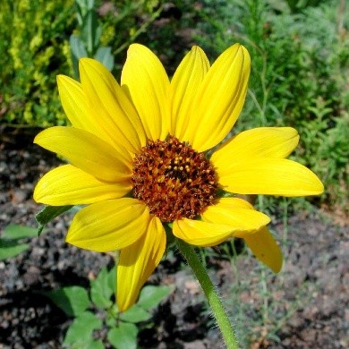 A single yellow sunflower