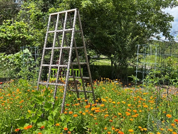 vertical gardening