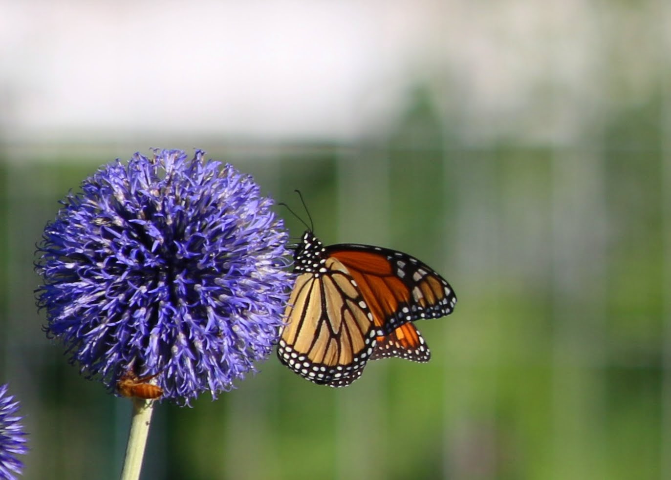 Butterfly and Bee on an Allium Bloom