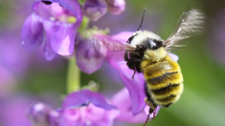 Welcoming Pollinators Thumbnail