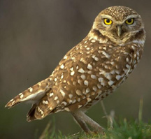  burrowing owl