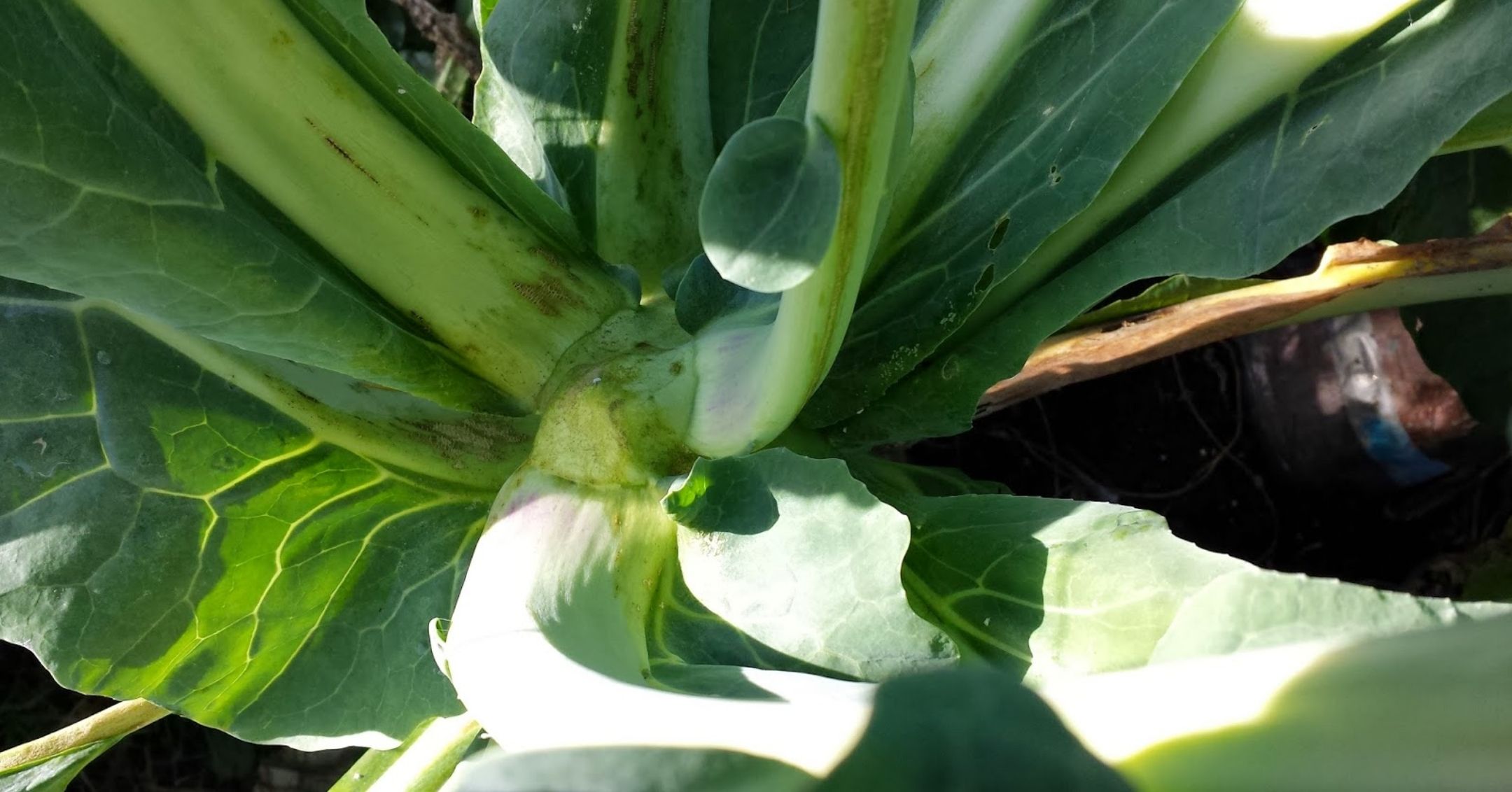 Blind cauliflower plant