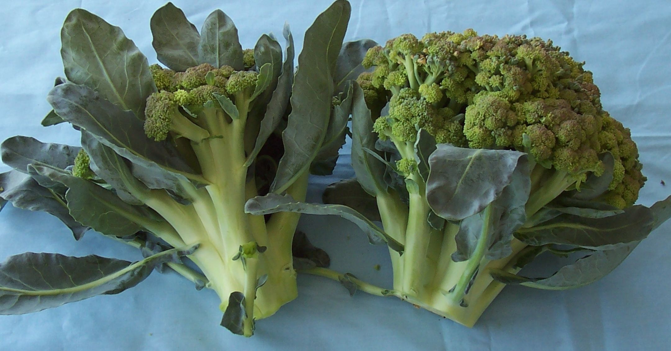 Bracts in Broccoli