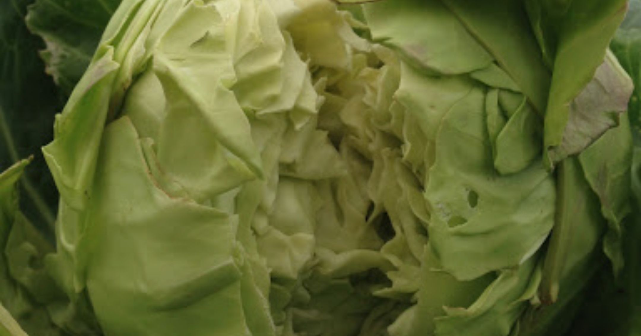 Split Cabbage Head (www.gardenplansireland.com)