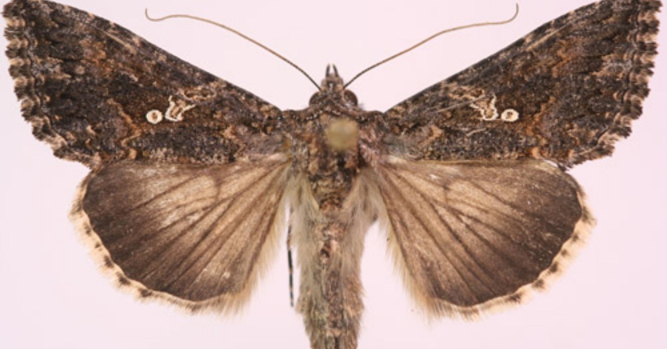 Cabbage Looper Adult Moth