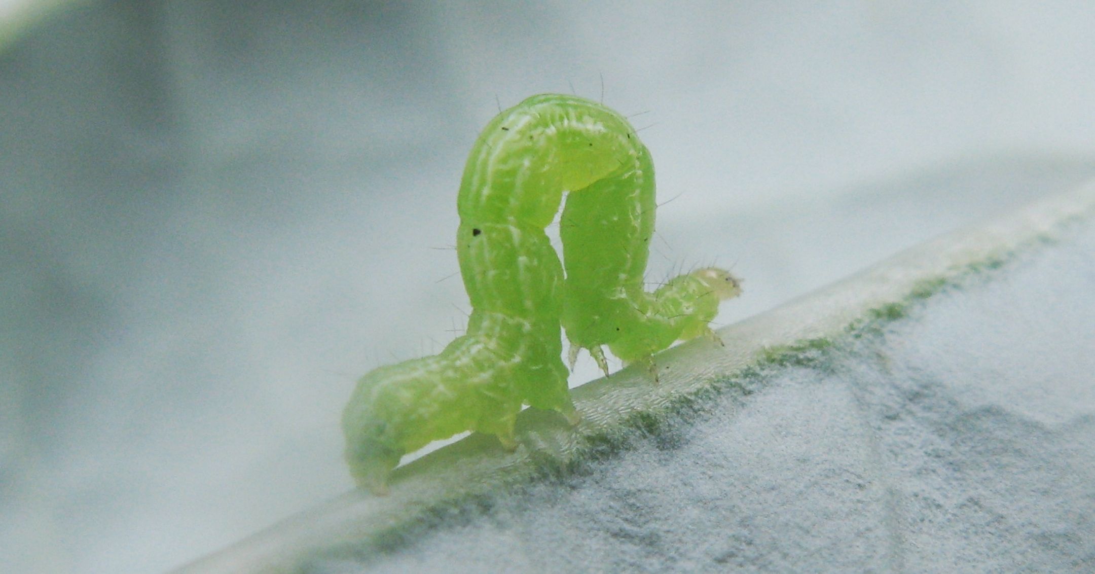 Cabbage Looper Larva (Caterpillar)