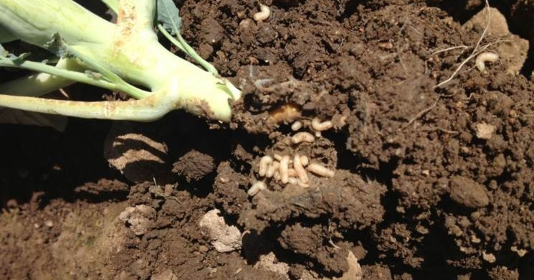 Cabbage Maggot Damage