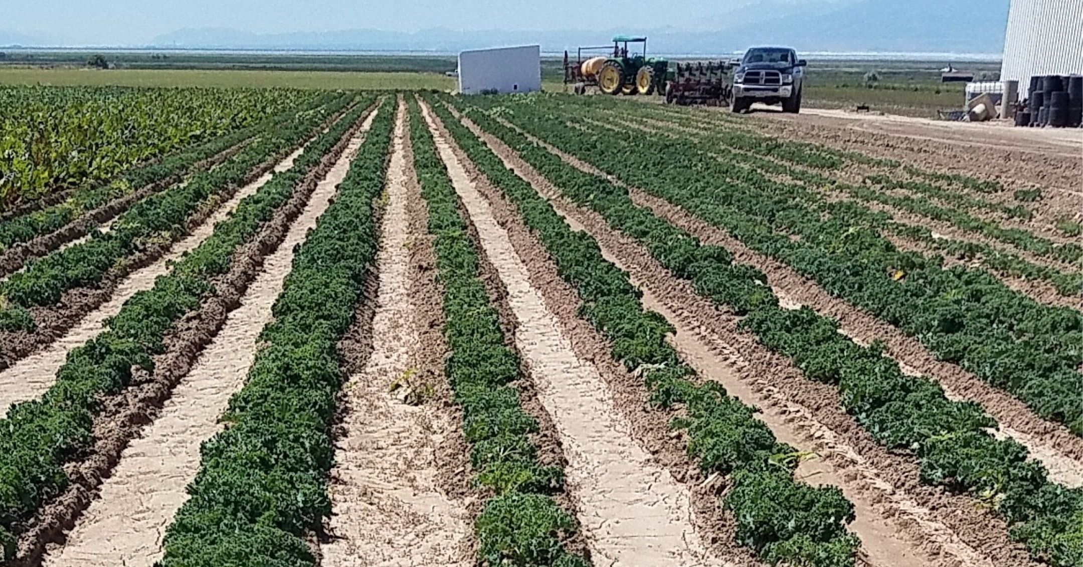 Commercial Kale Production in Davis County, Utah