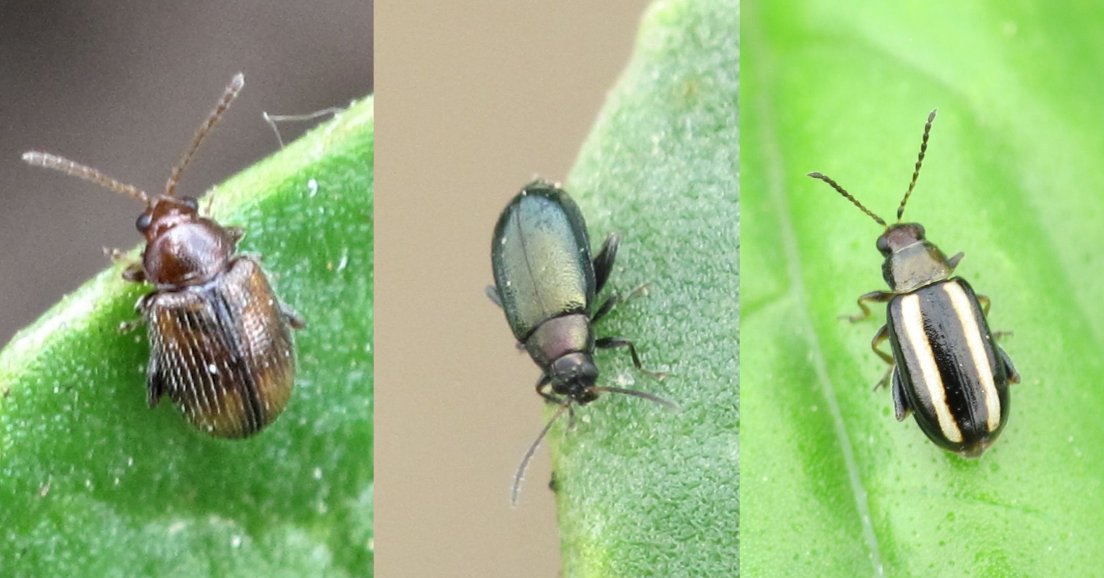 Various Adult Flea Beetle Species