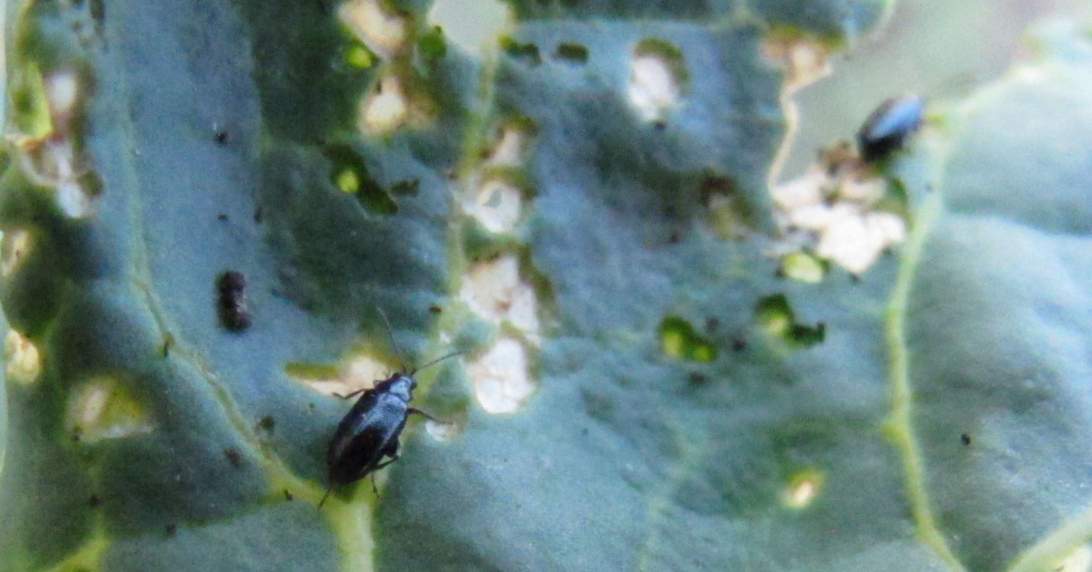 Flea Beetle Feeding Damage on Brassicas