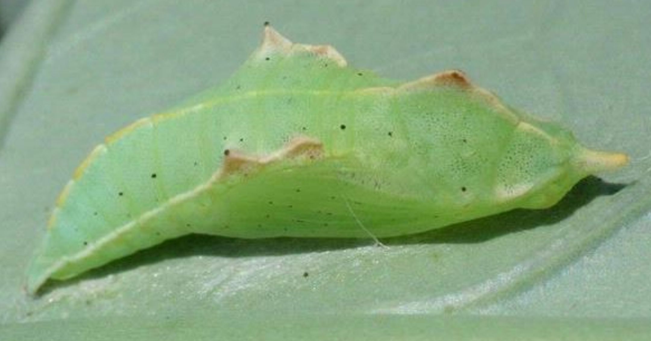 Imported Cabbageworm Pupa