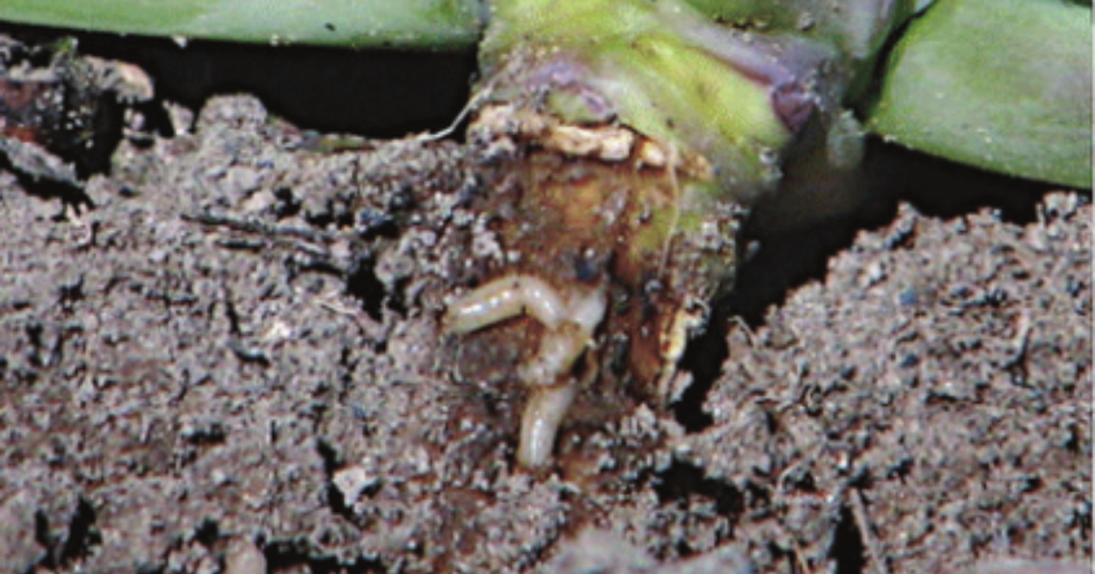 Seedcorn Maggot Damage on Cauliflower