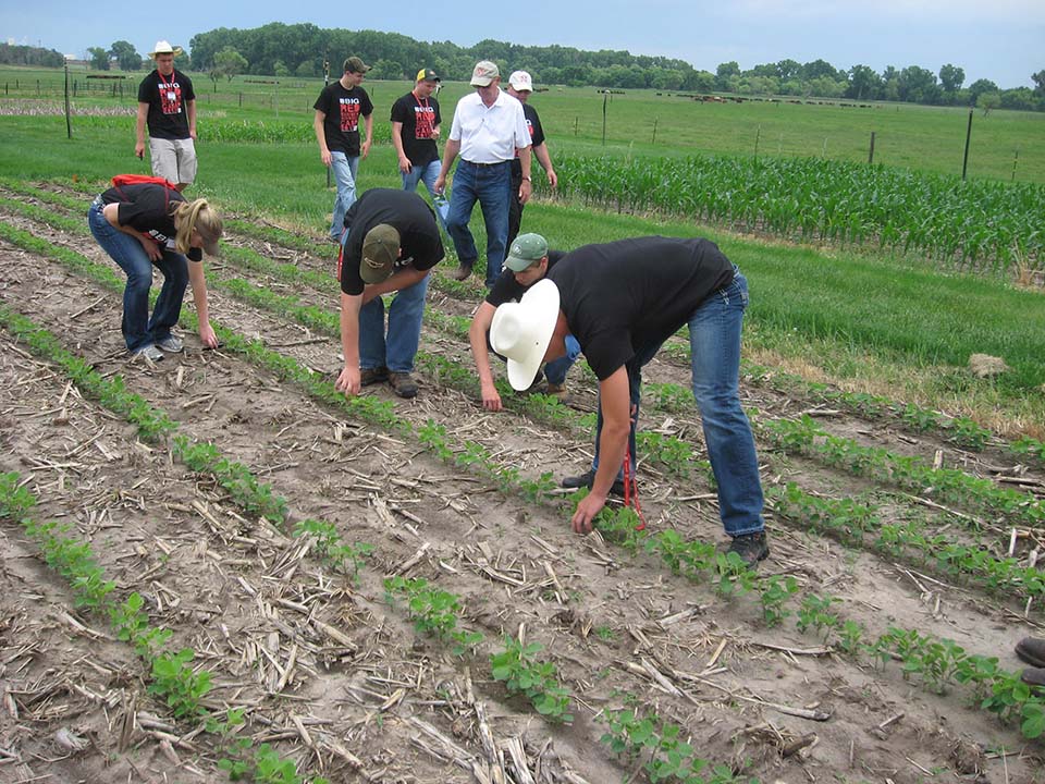scouting vegetable field
