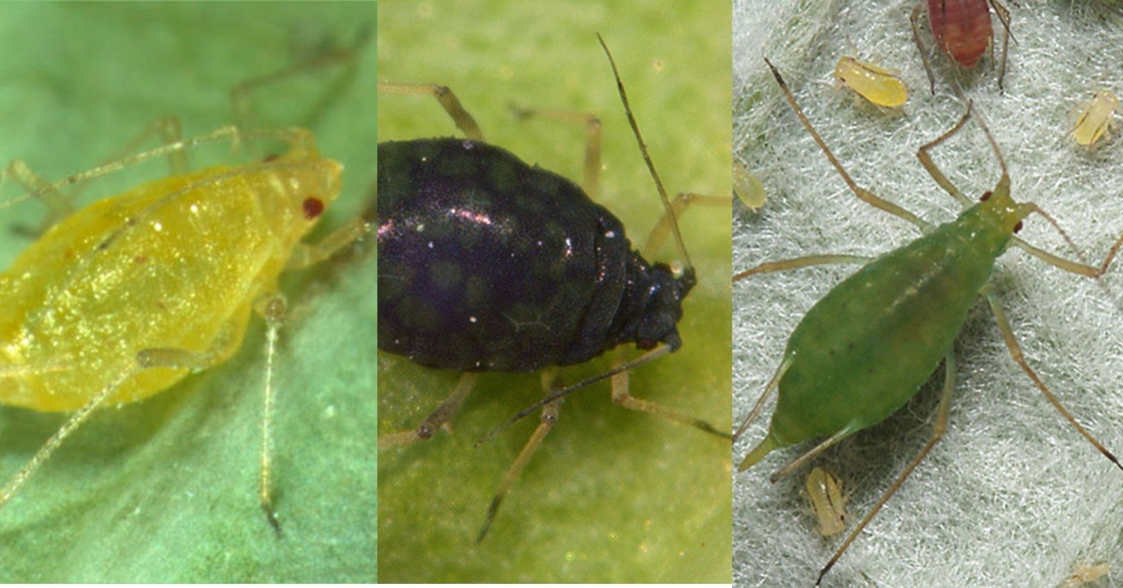 Green Peach Aphid, Melon Aphid, and Potato Aphid (influentialpoints.com)