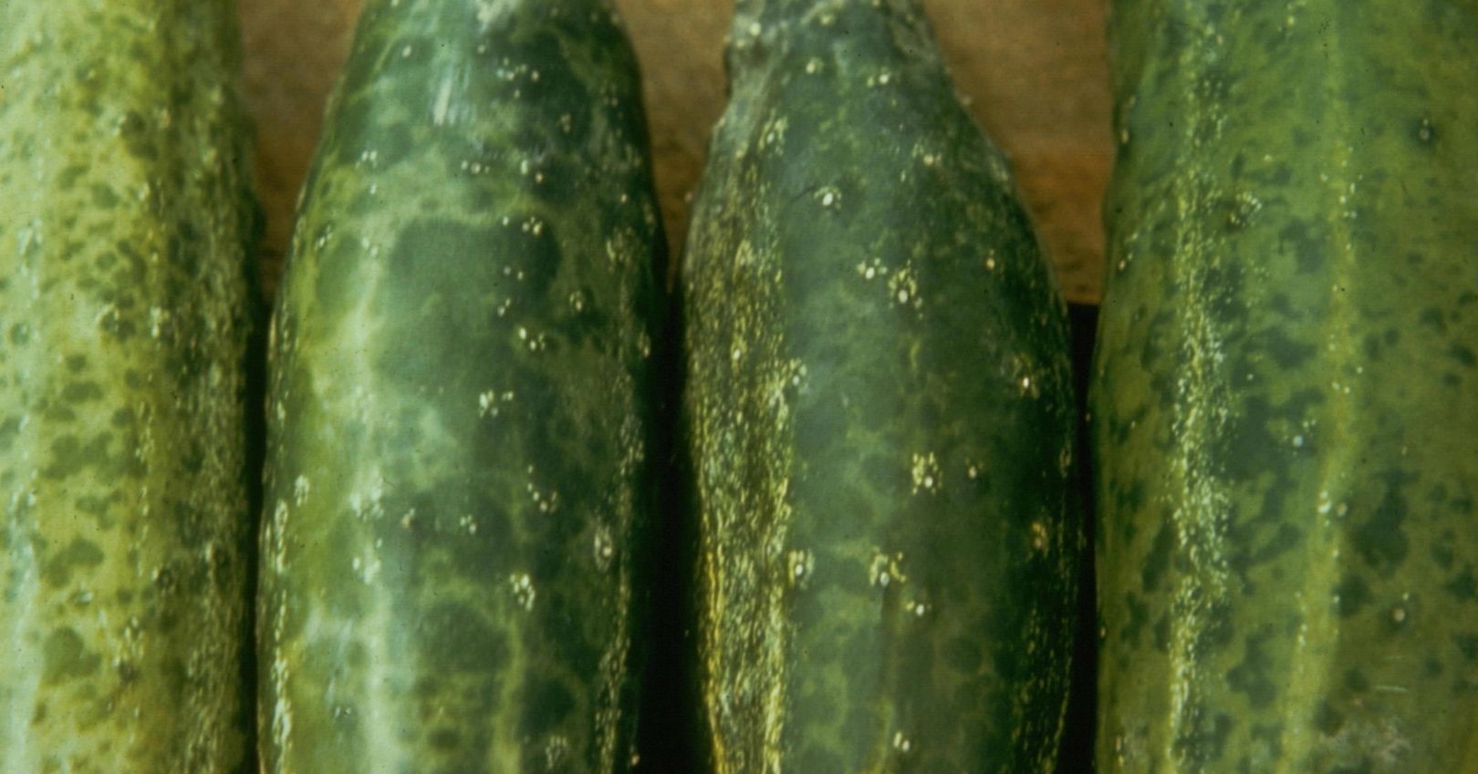 Cucumber Fruits Showing Symptoms of Infection with CMV (William M. Brown Jr., Bugwood.org)